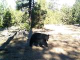 Opal Creek Road - Photo 12