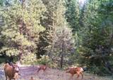  Opal Creek Road - Photo 14