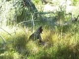  Opal Creek Road - Photo 22