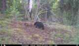  Franks Creek Road - Photo 14
