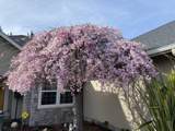 1116 Cashmere Drive - Photo 52