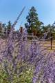 16264 Majestic View Lane - Photo 33