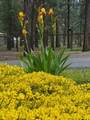 14741 Sugar Pine Way - Photo 45