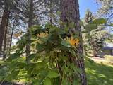 60730 Breckenridge Street - Photo 3
