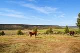 3900 Riverview Road - Photo 66