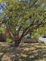 1035 Applewood Street - Photo 38