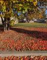 1035 Applewood Street - Photo 39