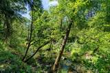 0 Lower Grave Creek Road - Photo 5