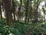 0 Forest Street - Photo 14