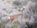 5872 John Day Highway - Photo 37