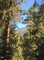 13442 Galium - Photo 4