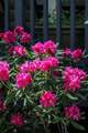 60604 Woodside Road - Photo 97