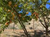 2231 Humbug Creek Road - Photo 72