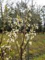 3866 Placer Road - Photo 49