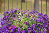 13442 Galium - Photo 9