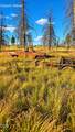  Valley Oak - Photo 14