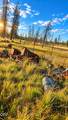  Valley Oak - Photo 19