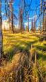  Valley Oak - Photo 29