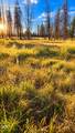  Valley Oak - Photo 31