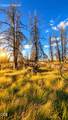  Valley Oak - Photo 33