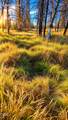  Valley Oak - Photo 34