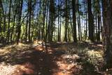 705 Lone Mountain Road - Photo 41