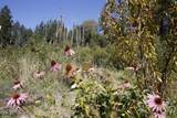 705 Lone Mountain Road - Photo 28