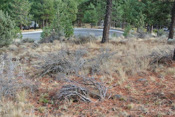2772 NW Mccook Court, Bend, OR 97701 (MLS #201608393) :: Birtola Garmyn High Desert Realty