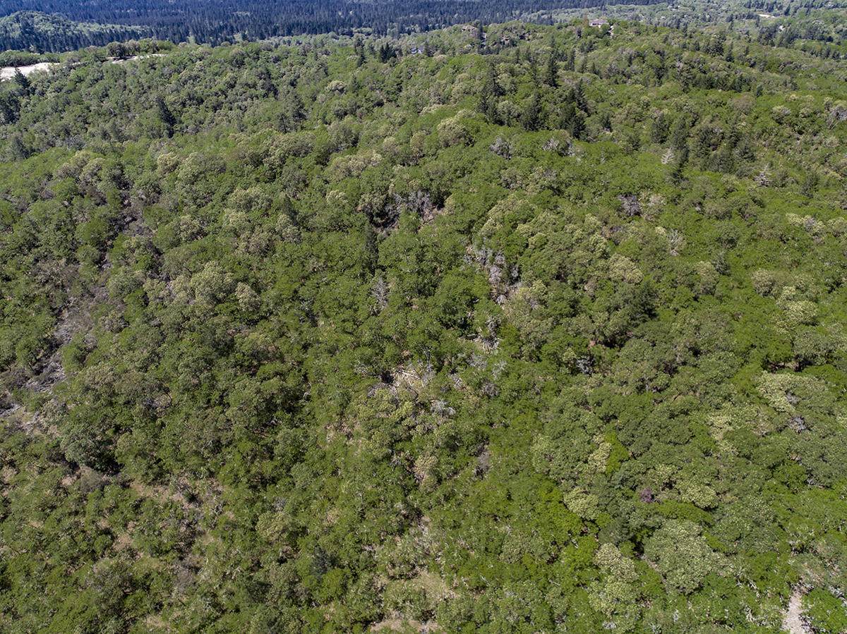 Pinecrest Drive - Photo 1