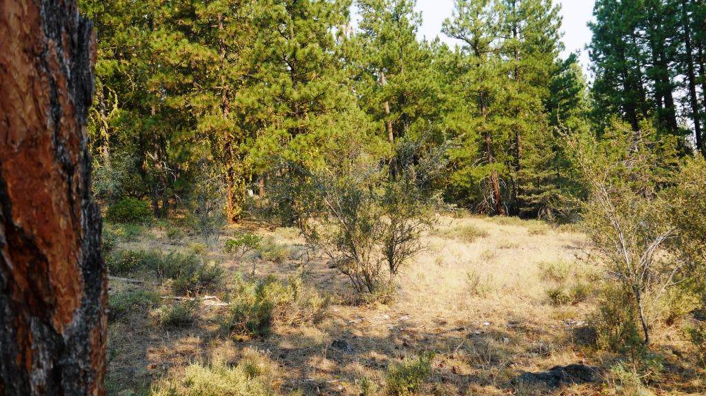 0 Vireo Dr Lot 69, 70, 71 - Photo 1
