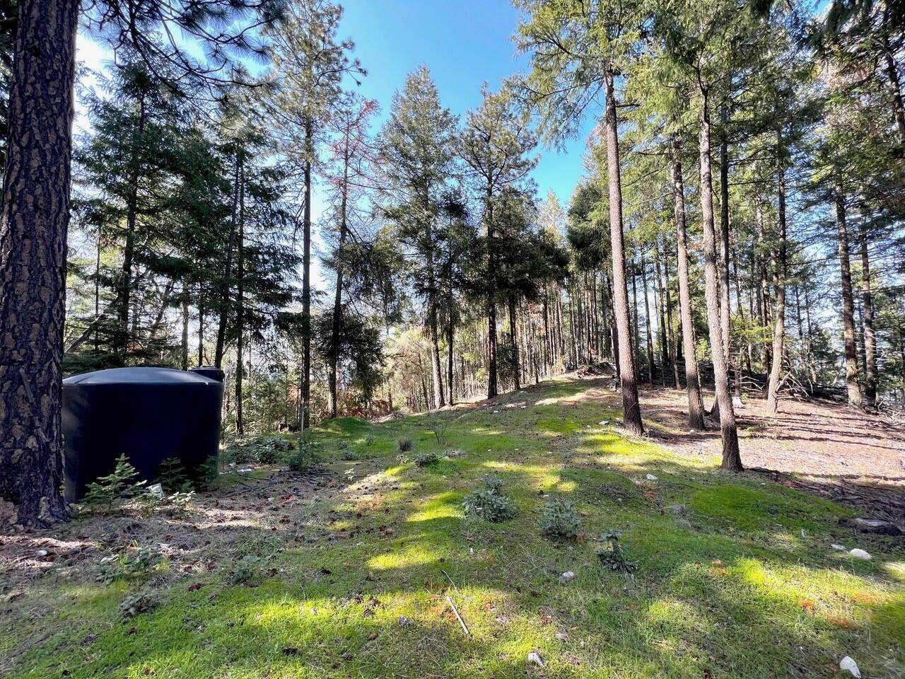 00 Tolman Creek Road - Photo 1