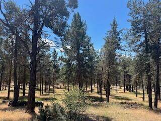  Crossbill Drive - Photo 1