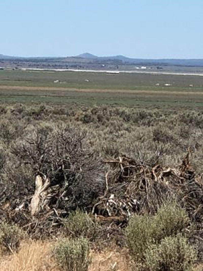 1400-TL Off Gloria Road - Photo 1