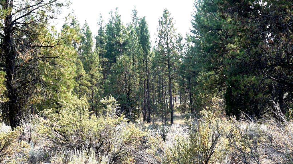 Steelhead Ln Lot 4,5 - Photo 1