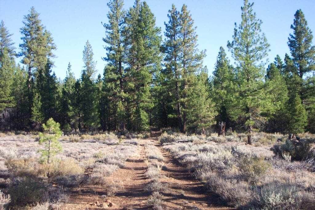 3200 Yelllow Jacket Springs Rd - Photo 1