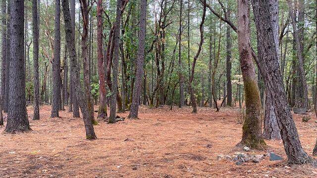 305 Dexter Way - Photo 1