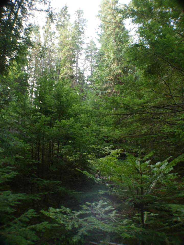 NAA Pokey Creek (Not The Road) - Photo 1
