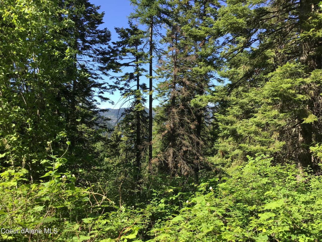  Fly Catcher  Lts 13 & 14 - Photo 1