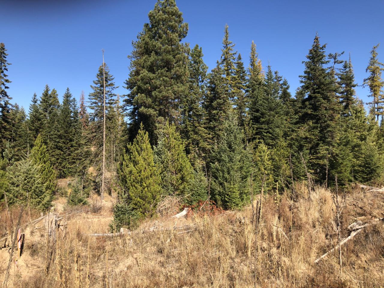 Tract 12 Hidden River Vistas - Photo 1