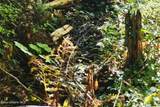 NKA Enchanted Forest (Lot 3) Ln - Photo 6