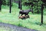 23003 Deer Creek Rd - Photo 40