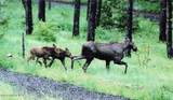 23003 Deer Creek Rd - Photo 42