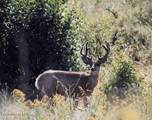 23003 Deer Creek Rd - Photo 43