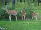 780 Selkirk Rd - Photo 56