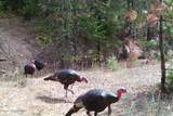 14105 Marie Creek Rd - Photo 37