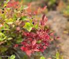 495 Northwest Passage - Photo 43