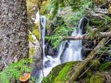1155 Gold Creek Ridge Rd - Photo 2