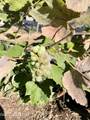 1155 Gold Creek Ridge Rd - Photo 42