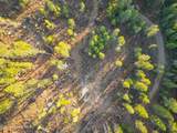 320 & NNA Towering Pines (11.25Ac) - Photo 12