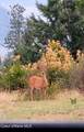 5254 Mabel Ln - Photo 41